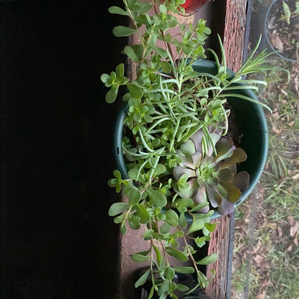 Not for sale